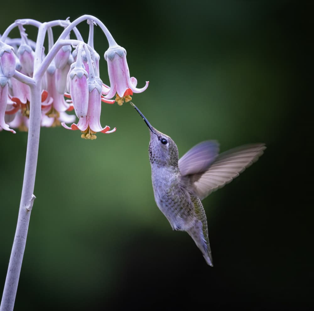 Delicate Hummingbird Bloom by Xiaojian Huang — canvas wall art