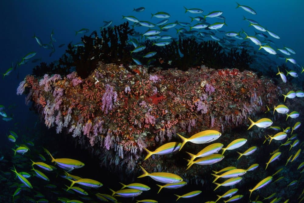 Vibrant Coral Reef by Cédric Péneau — canvas wall art