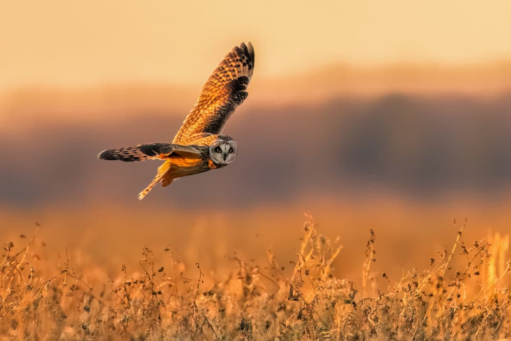 Golden Hour Owl Flight by Jun Zuo — canvas wall art