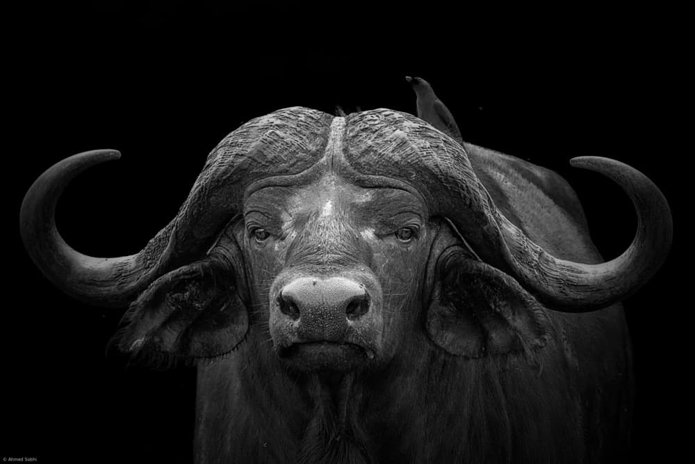Powerful African Buffalo by Ahmed Sobhi — canvas wall art