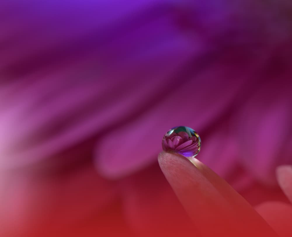 Vibrant Flower Droplet by Juliana Nan — canvas wall art