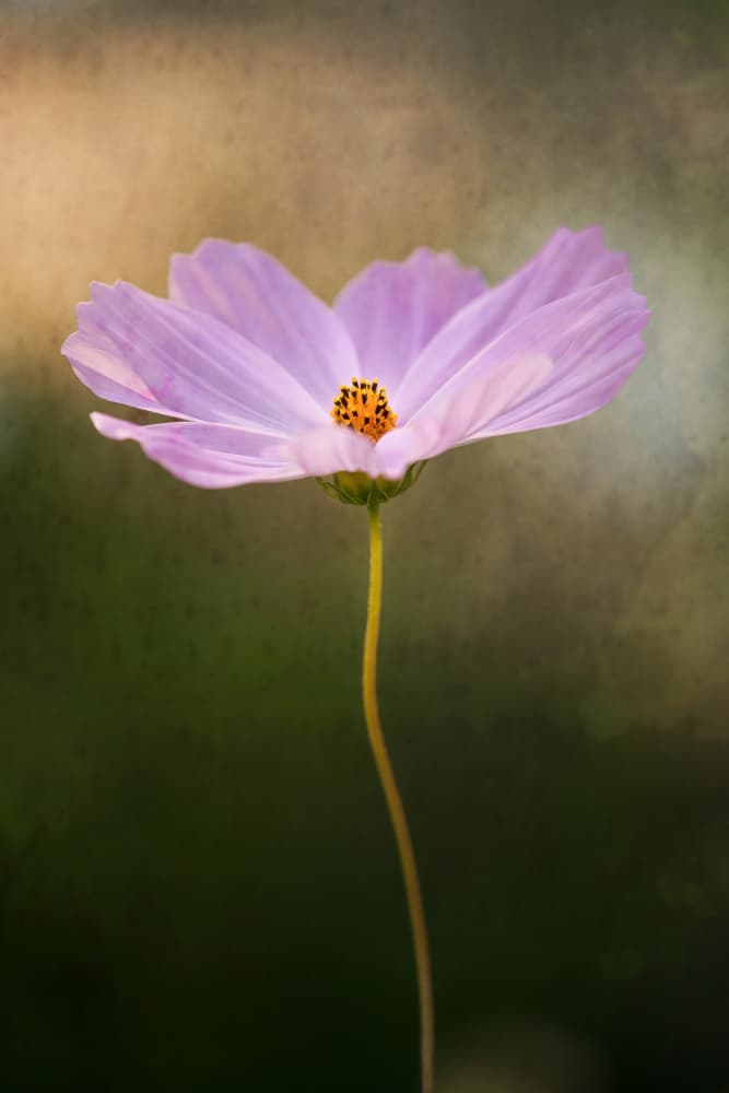 Delicate Purple Cosmos by Xiang yang Cui — canvas wall art