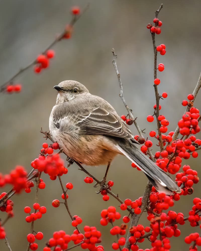 Winter Berry Bird by Xiao Cai — canvas wall art