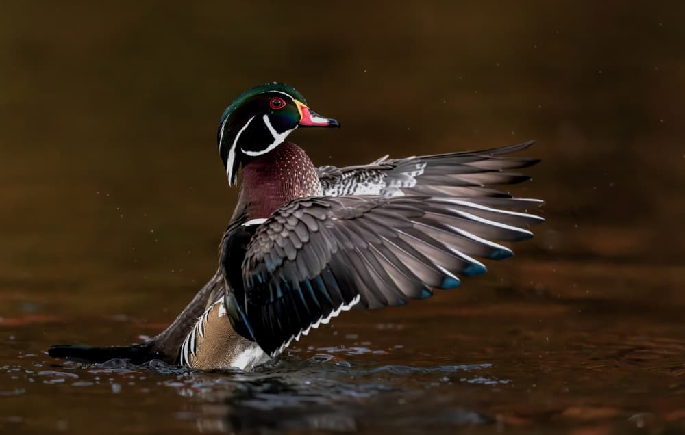 Wood Duck Wing Flap by Songhu Yan — canvas wall art
