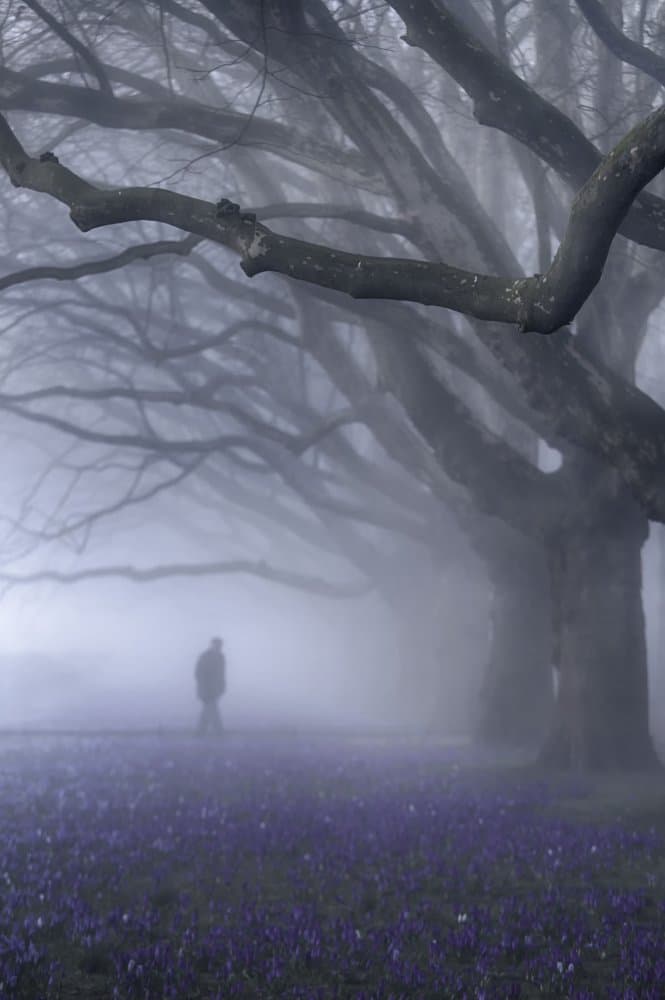 Misty Purple Forest by Anna Niemiec — canvas wall art