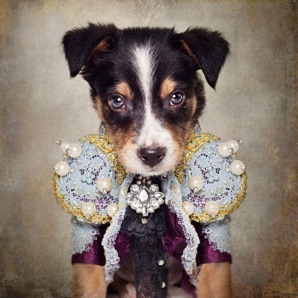 Fancy Matador Puppy by Tammy Swarek — canvas wall art