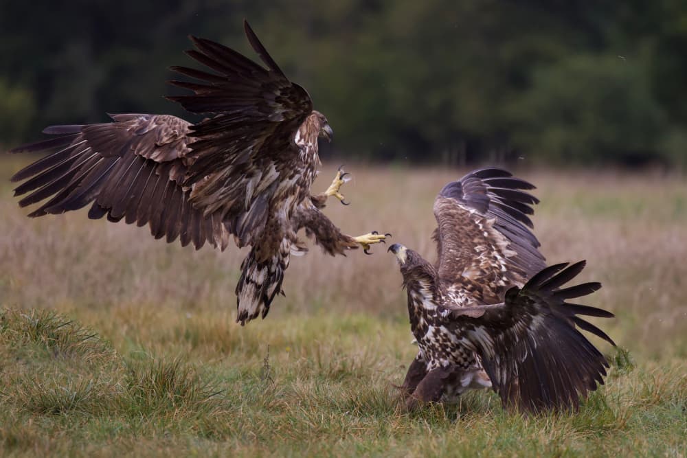 Eagles In Conflict by David Manusevich — canvas wall art