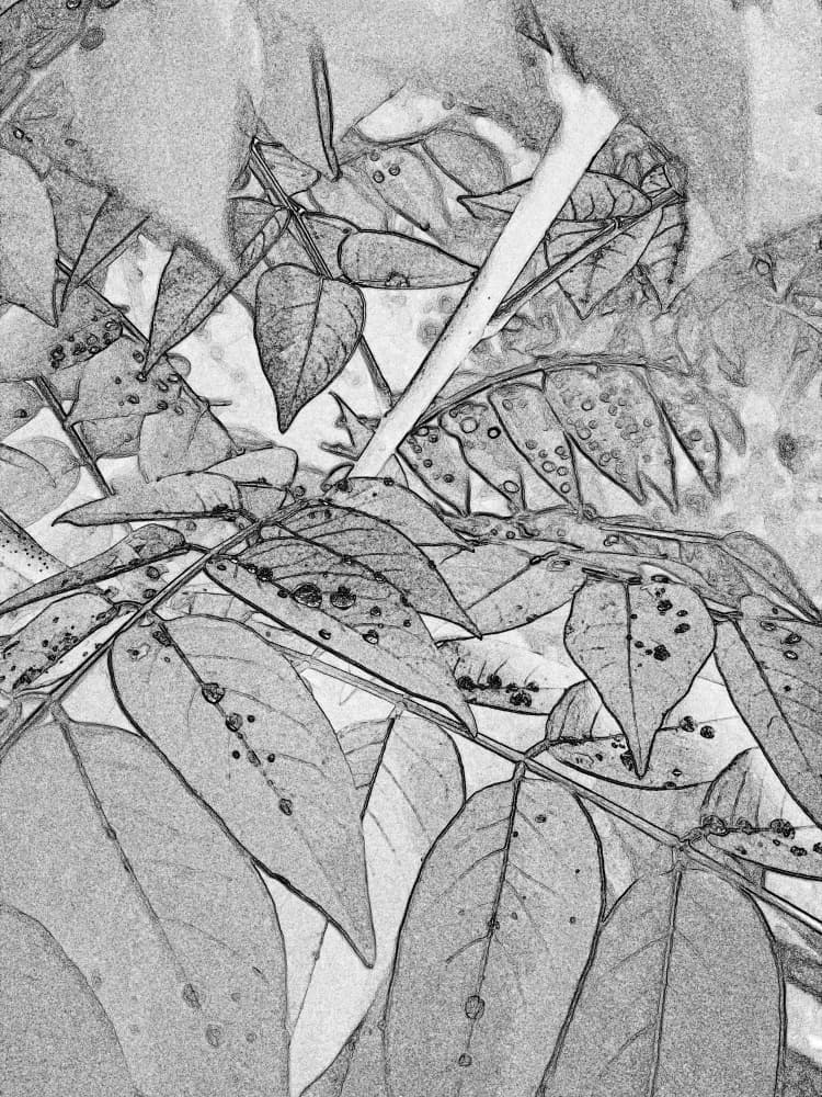 Elegant Botanical Sketch by Santhosh ch — canvas wall art