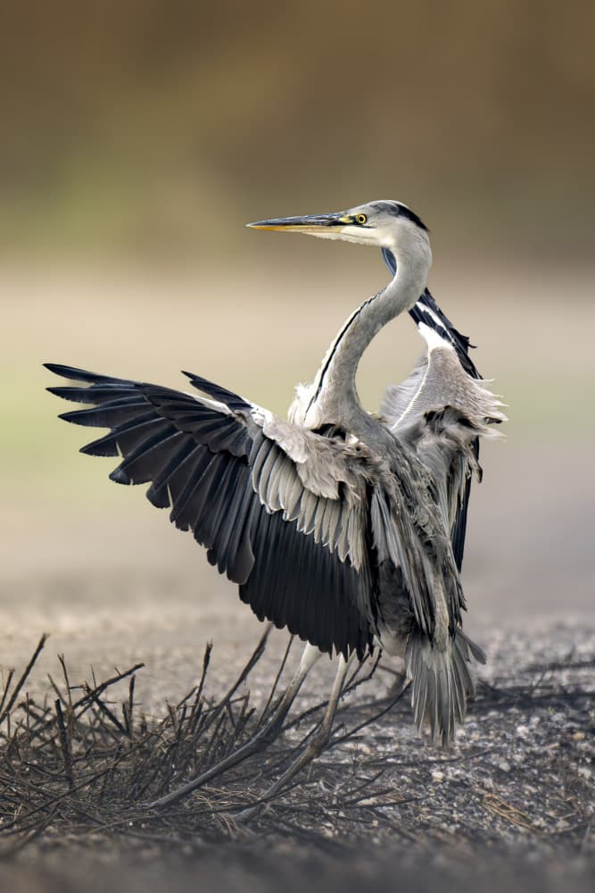 Grey Heron Wings Spread by Mallal Moshe — canvas wall art