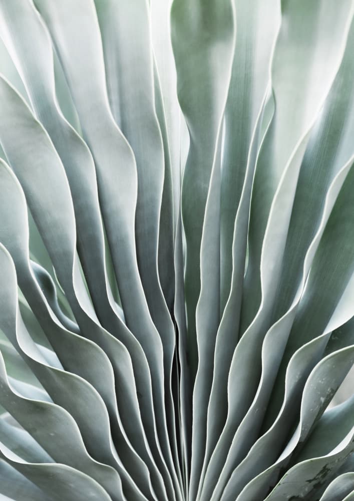 Nature's Grace by Shot by Clint — canvas wall art