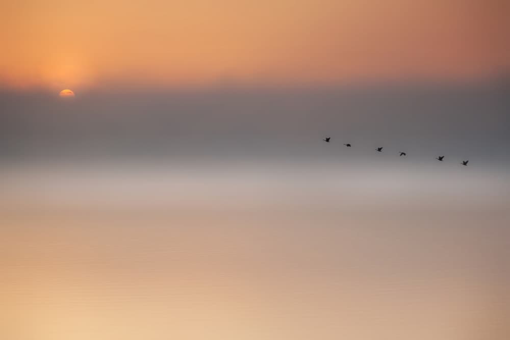Golden Hour Bird Flight by Roswitha Schleicher-Schwarz — canvas wall art