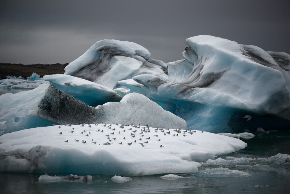 Icebergs and Birds by Krzysztof Mierzejewski — canvas wall art