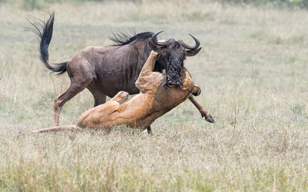 Lioness Hunting Wildebeest by Jie Fischer — canvas wall art
