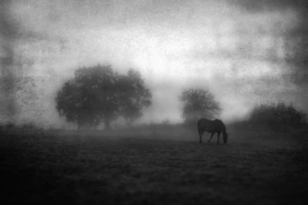 Misty Morning Horse by Amer Jassim — canvas wall art