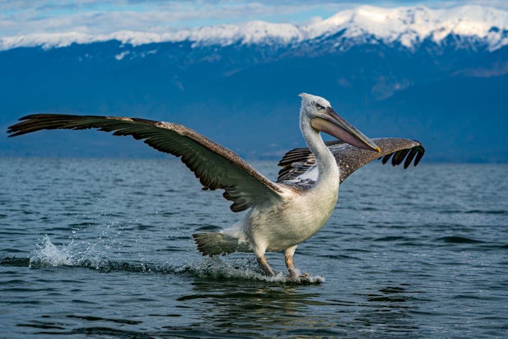 Pelican Landing Mountain Lake by Marius Tudor — canvas wall art