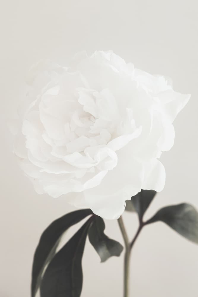 Elegant White Peony by Pictufy Studio III — canvas wall art