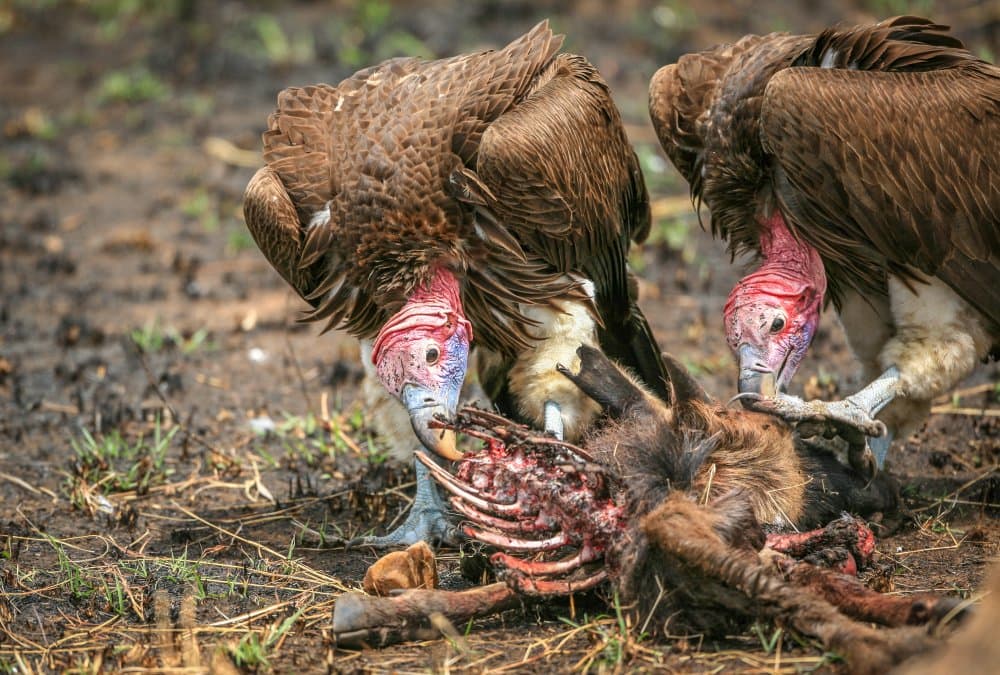 African Vultures Feast by Jeffrey C. Sink — canvas wall art