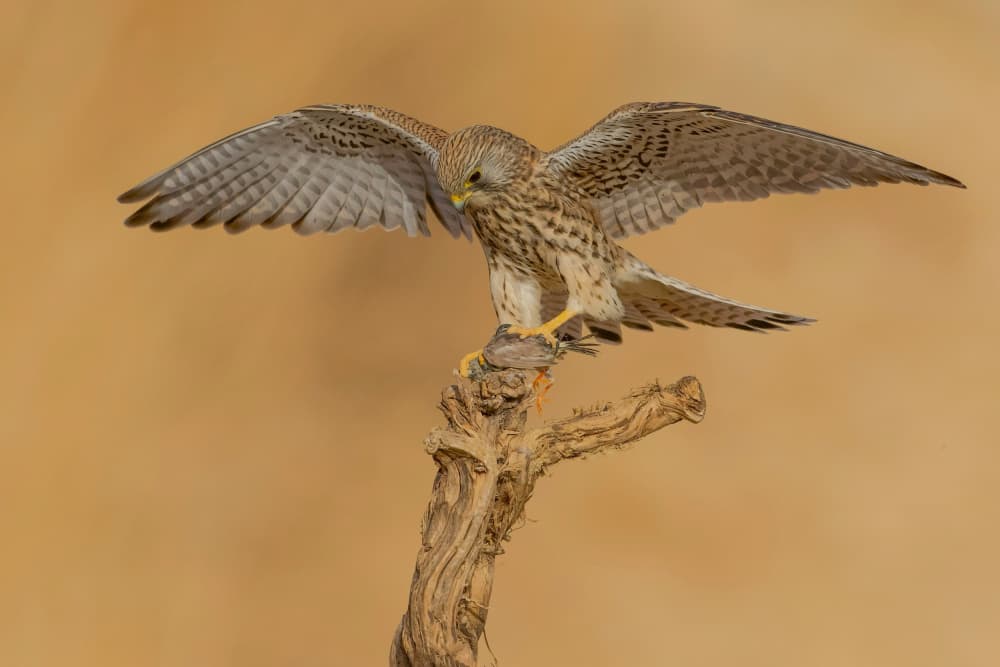 Focused Kestrel Hunter by David Manusevich — canvas wall art