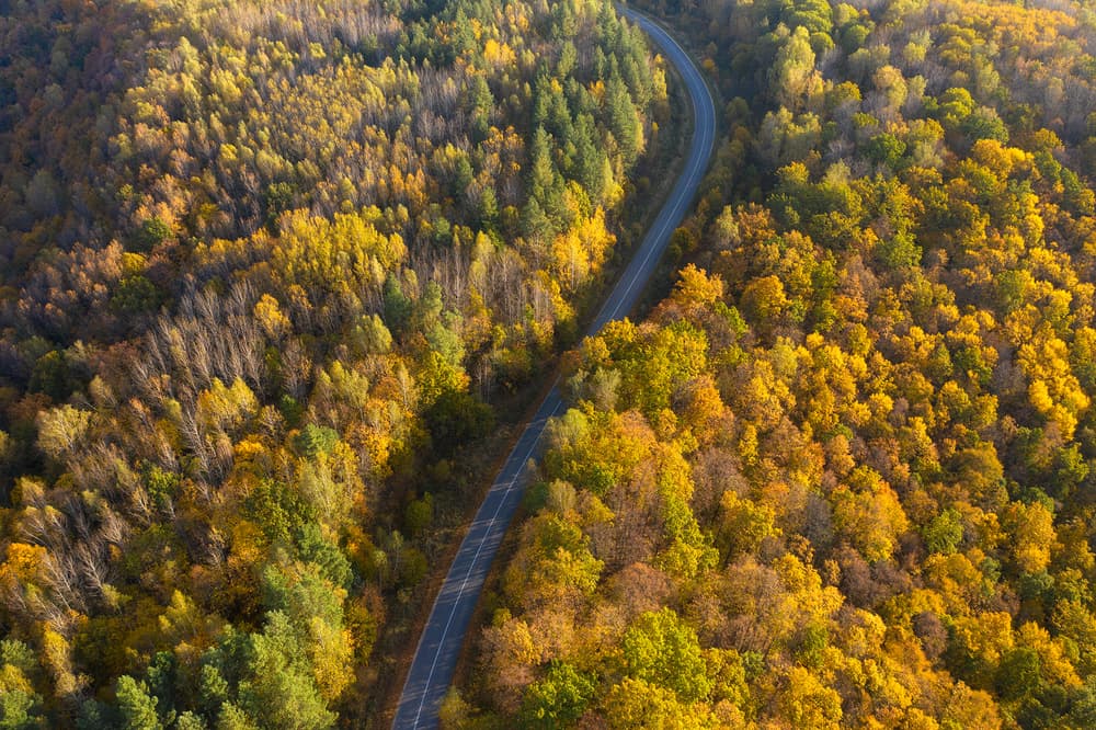 Golden Autumn Road by Dmitry Doronin — canvas wall art