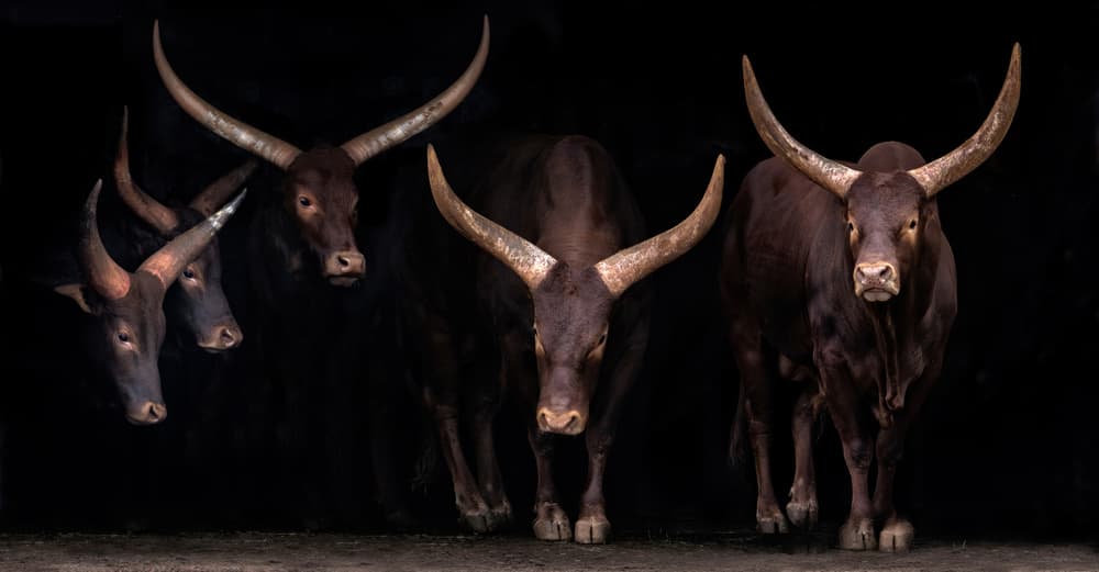 Majestic Ankole Watusi Herd by Xavier Ortega — canvas wall art