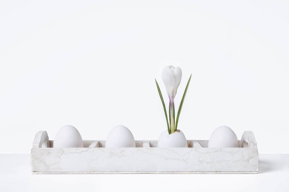 Spring Crocus Eggs by Rob Olivier — canvas wall art
