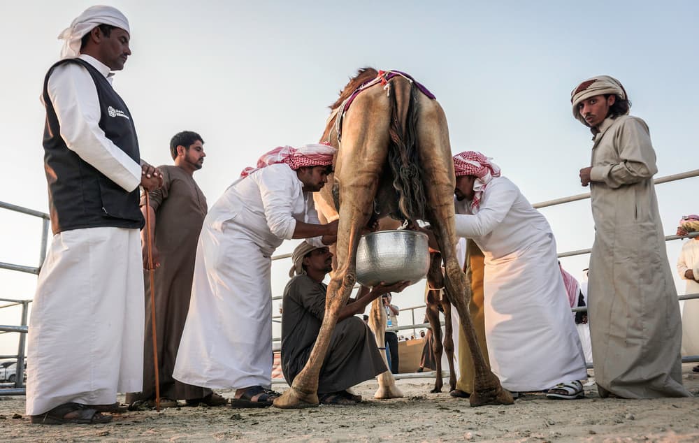 Desert Camel Milking by Rami Al Adwan — canvas wall art