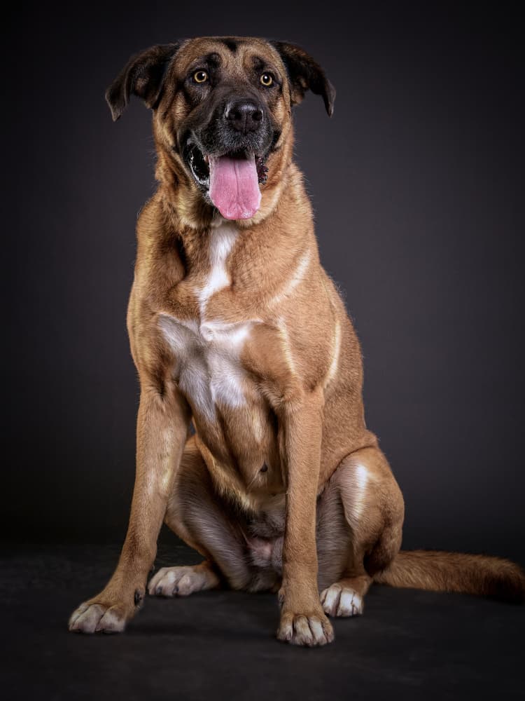 Happy Dog Portrait by Javier del Puerto Photography — canvas wall art