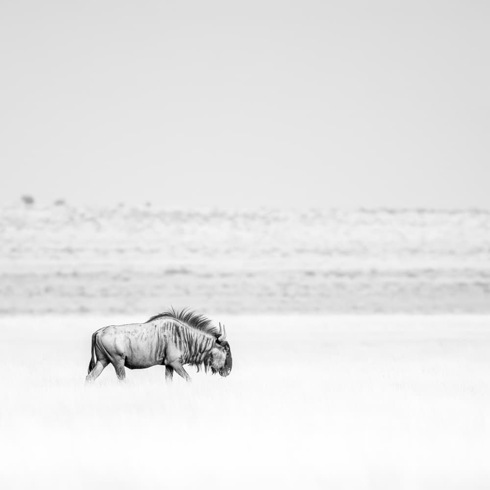 Solitary Wildebeest Walk by Peter Schoeman — canvas wall art