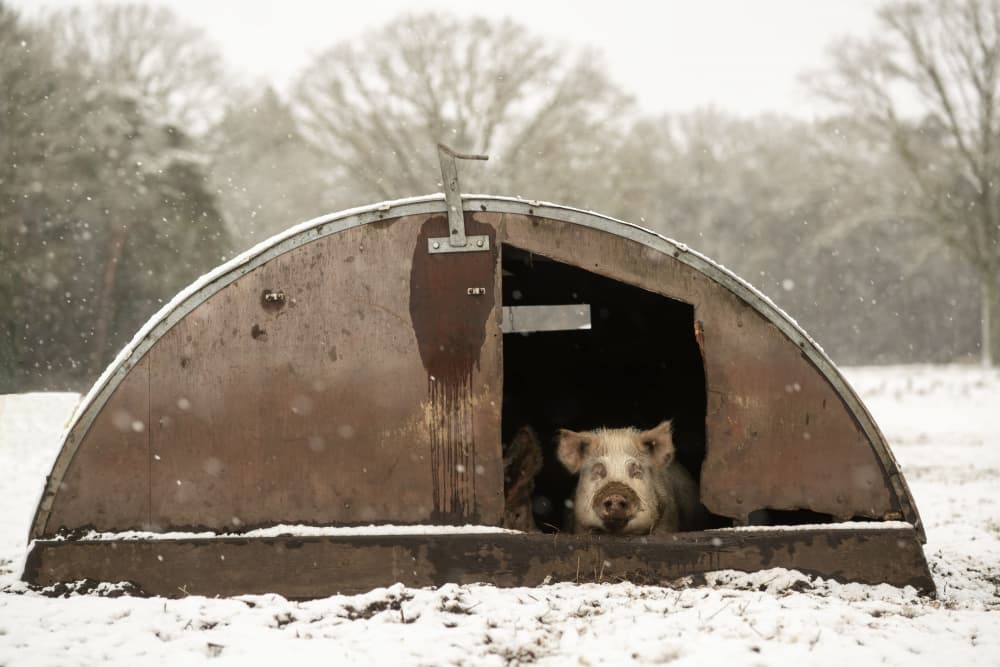 Winter Pig Shelter by Gert van den Bosch — canvas wall art
