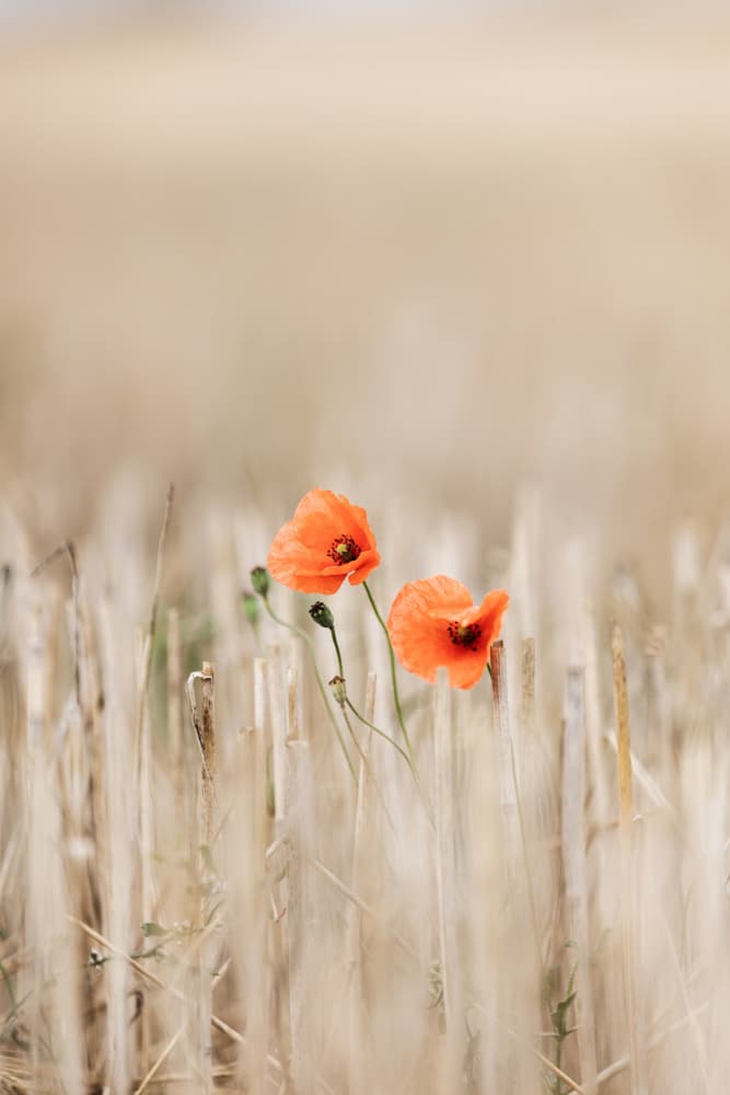 Summer Poppies by Mareike Böhmer — canvas wall art