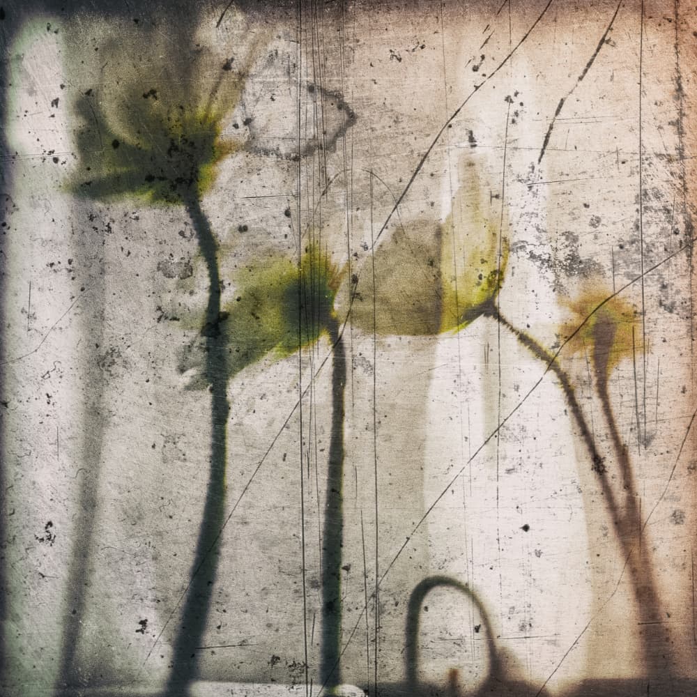 Delicate Floral Silhouettes by Eric Drigny — canvas wall art