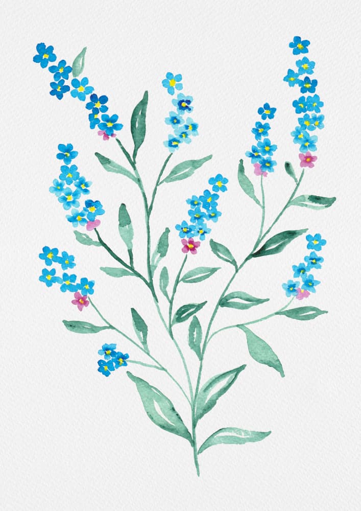 Watercolor Forget-Me-Nots by Kata Botanical — canvas wall art