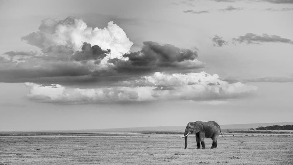 Lone Elephant Under Dramatic Sky by Siyu_Wei APA — canvas wall art