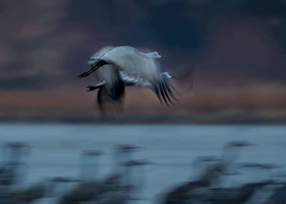 Graceful Crane Flight by Hanping Xiao — canvas wall art