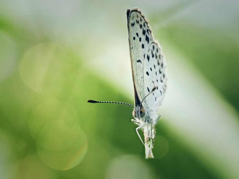 Delicate Butterfly by Takiko Hirai — canvas wall art