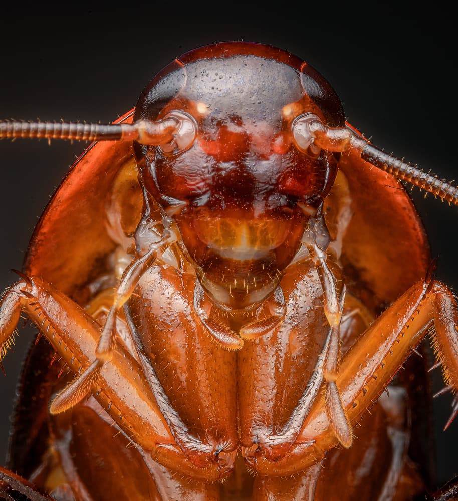 Intense Cockroach Close-up by Eduard Andrica — canvas wall art