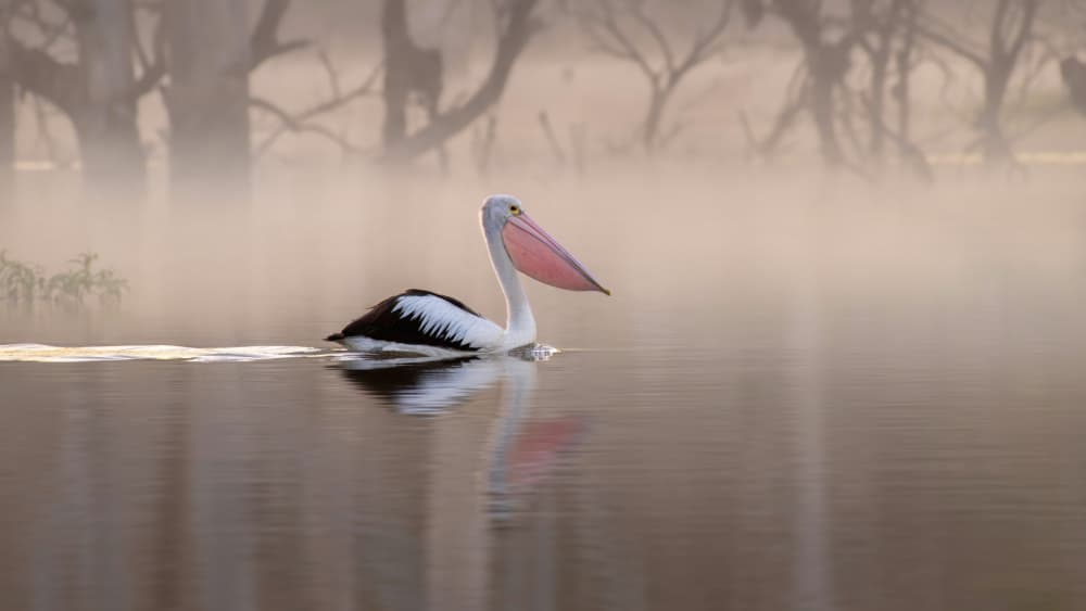 Pelican in Morning Mist by Emanuel Papamanolis — canvas wall art