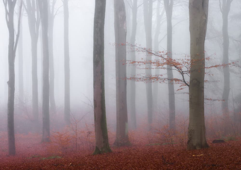 Misty Autumn Forest by Hilda van der Lee — canvas wall art