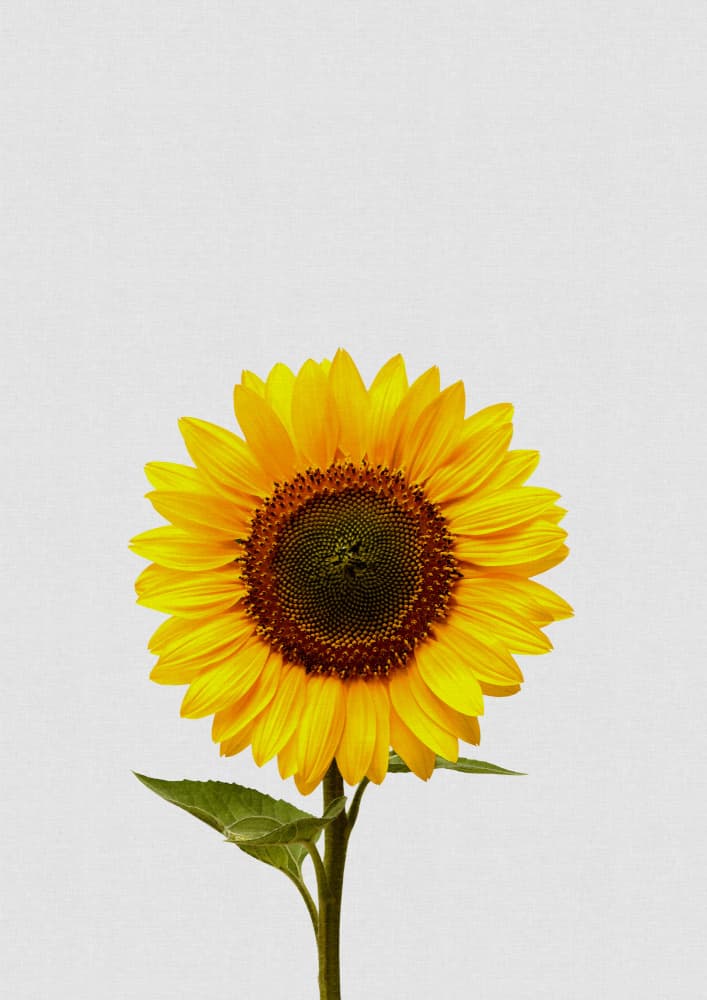 Bright Yellow Sunflower by Orara Studio — canvas wall art