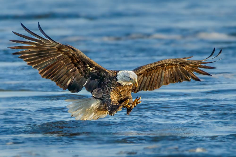 Bald Eagle Hunting by Jacob (Jian) Xu — canvas wall art