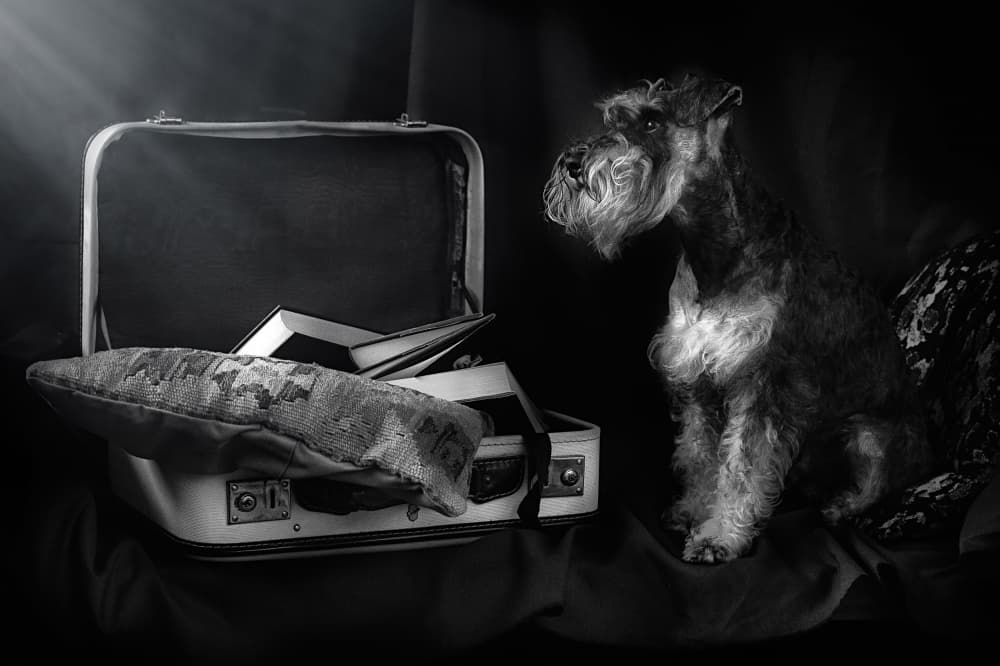 Schnauzer and Suitcase by Santiago Pascual Buye — canvas wall art
