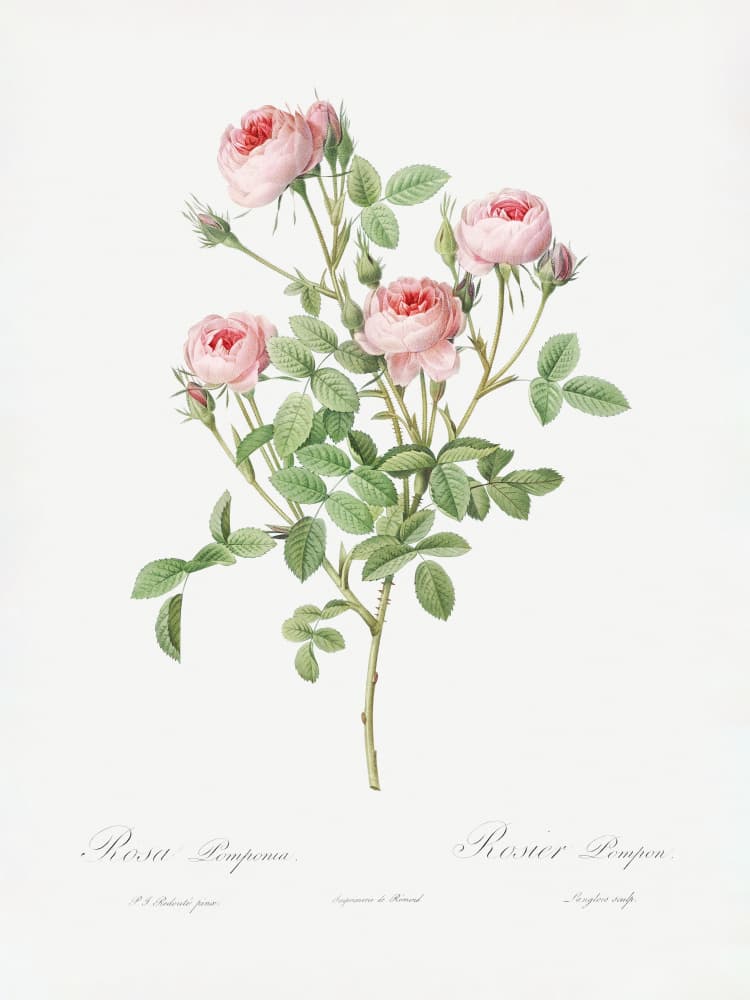 Burgundian Rose, Les Roses (1817–1824) by Pierre-Joseph Redoute — canvas wall art