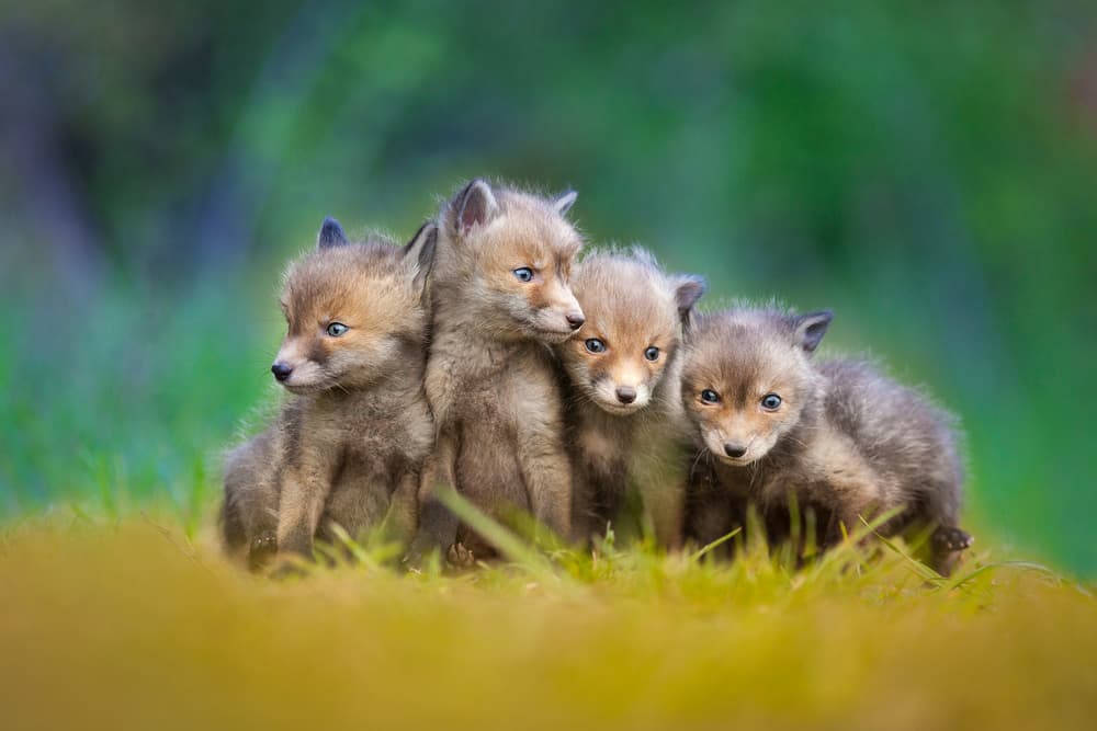 Curious Fox Pups by Pali Gerec — canvas wall art