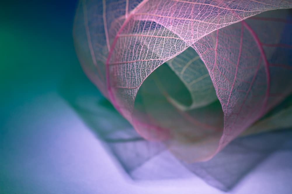 Pink Skeleton Leaf Swirl by Shihya Kowatari — canvas wall art