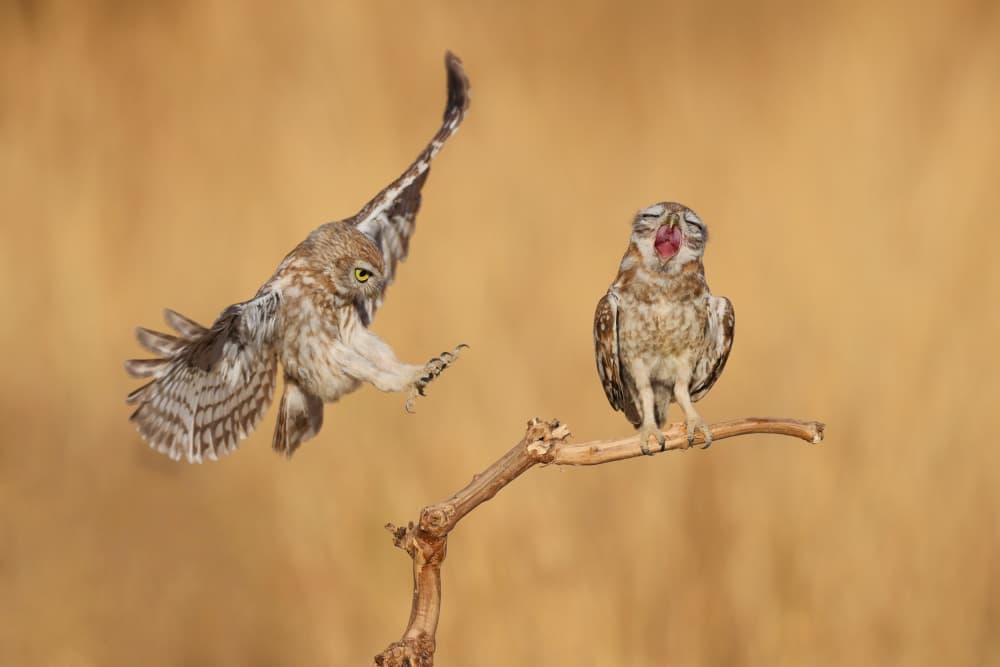 Funny Owl Landing by David Manusevich — canvas wall art