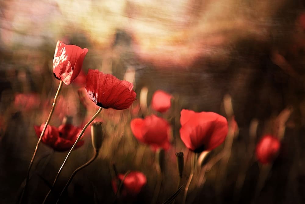 Dreamy Poppy Field