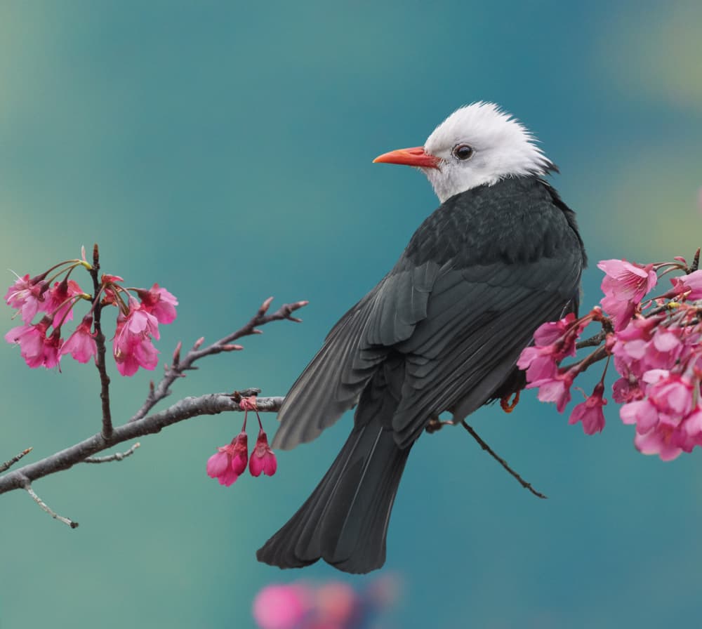 Spring Blossom Bird by Biao Huang — canvas wall art