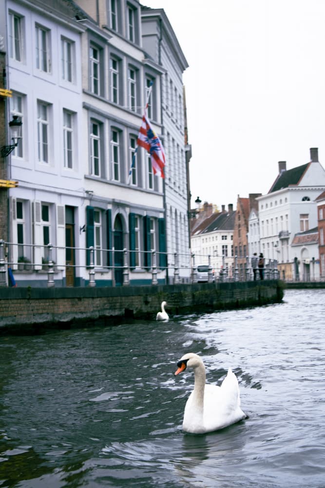 Bruges Canal Swans by Léa Lefebvre — canvas wall art