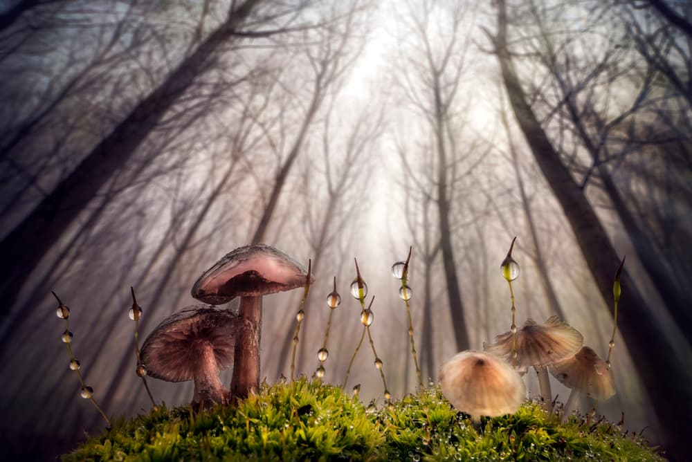 Misty Forest Mushrooms by Alberto Ghizzi Panizza — canvas wall art