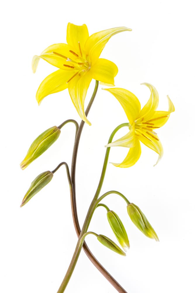 Vibrant Yellow Lilies by Jacky Parker — canvas wall art